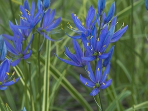 Blå stjärncyacint 'Blue Melody'